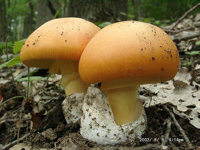  Image name: Amanita_caesarea2.jpg 
 width: 640 pixel 
 height: 480 pixel 
 Size: 70021 bytes 
 Click to enlarge 
